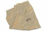 Fossil Weevil (Snout Beetle) - Green River Formation #213349-1